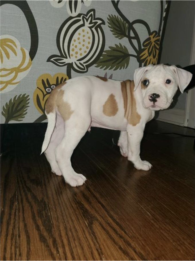 comprar cachorros sanos, baratos y asequibles para la venta